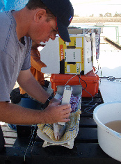 Aaron Blume measuring fat content in a Murray cod