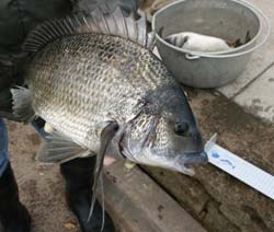 Black bream