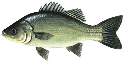 Picture of an Australian bass