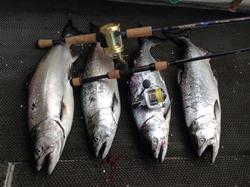 Chinook salmon are prized by anglers for their strong fighting qualities.