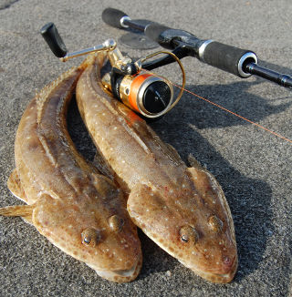Southern Bluespotted flathead (photo by Marc Ainsworth)