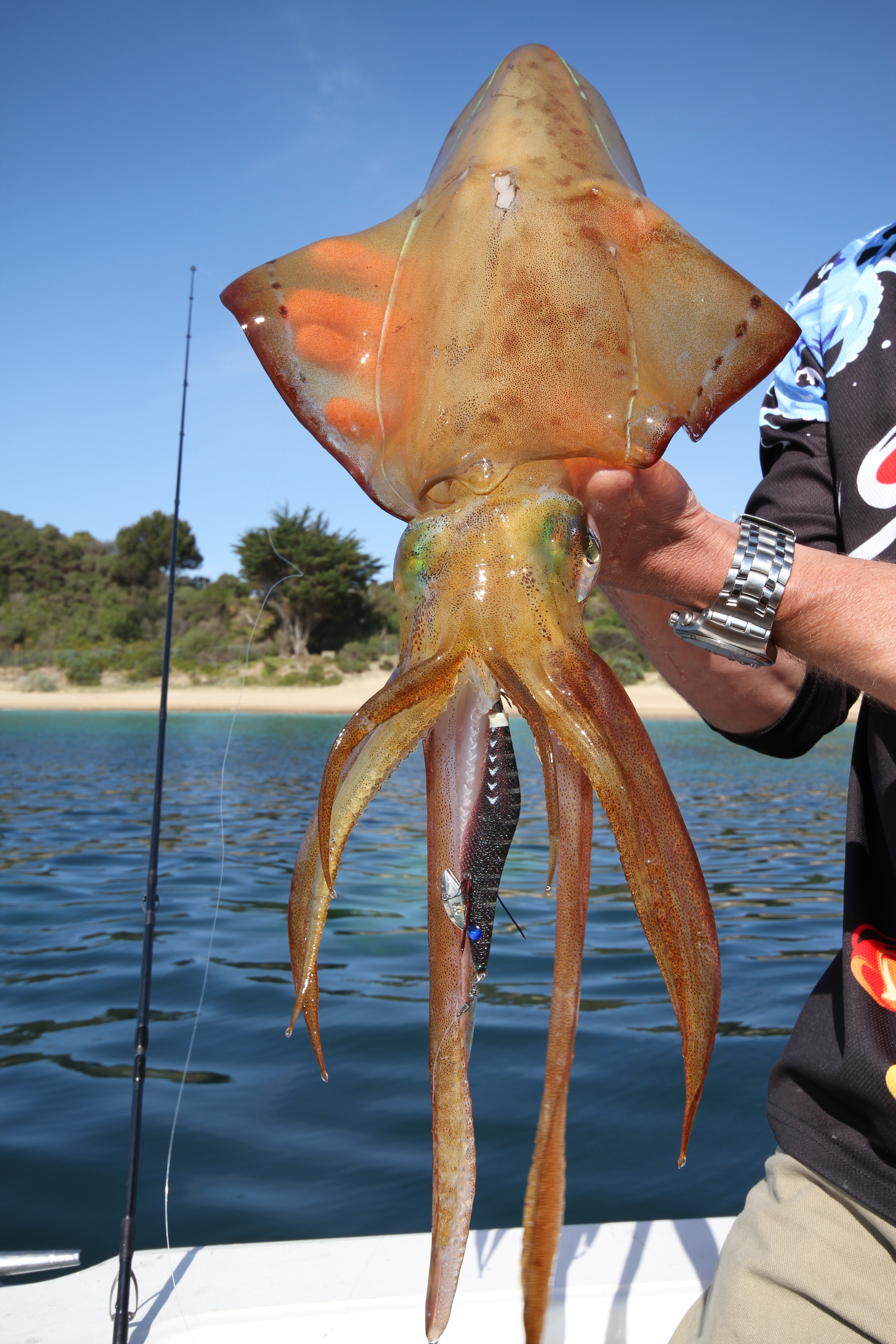 SQUID CALAMARI FISHING 