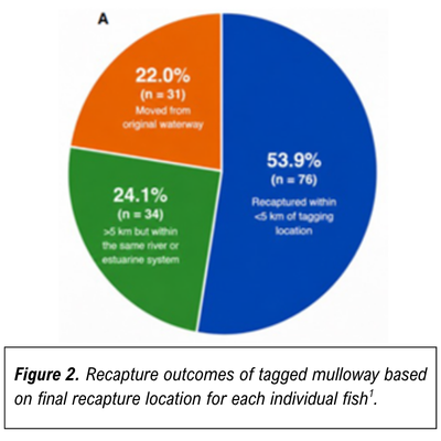 table on recapture outcomes of tagged mulloway