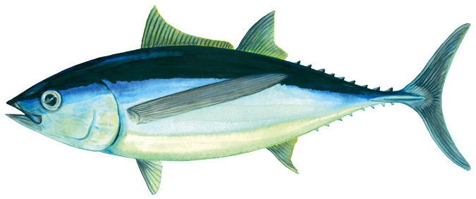 Albacore