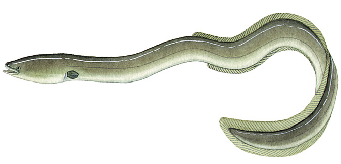 Short finned eel
