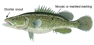 Murray cod