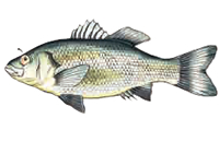 Estuary Perch