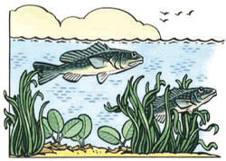 Fish illustration