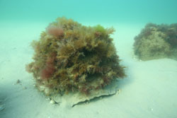 Image of an artificial reef module at frankston pier
