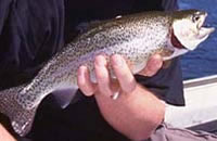 Rainbow trout