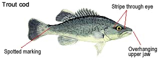 trout cod