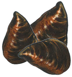 mussle