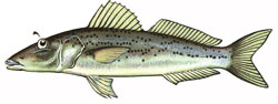 whiting illustration