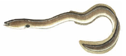 short Finned Eel