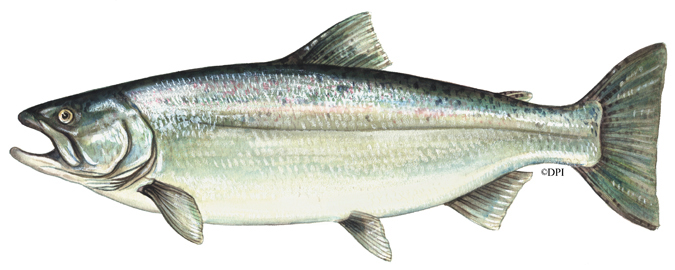 Chinook Salmon