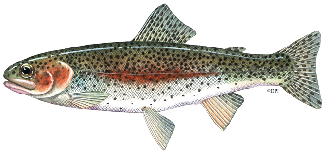 Rainbow trout - VFA