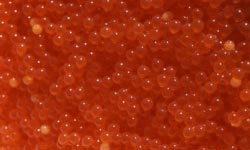 Photograph of Salmon Roe