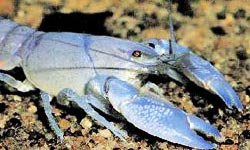 Photograph of a Yabby