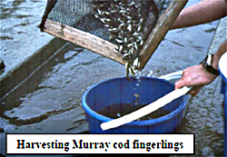 harvesting murray cod fingerlings