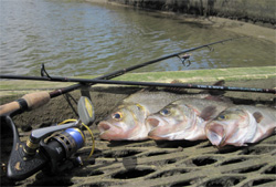 Fish laying on the shore