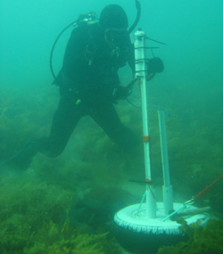 Scuba diving deploying a receiver for calamari tracking