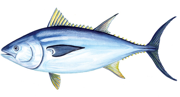 Tuna