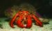 Hermit crab by Christine Walsh