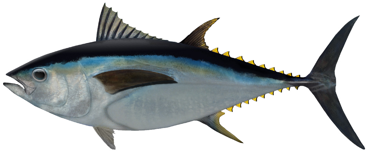 Tuna (Southern bluefin, yellowfin and big eye) - VFA