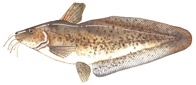 Picture of freshwater catfish