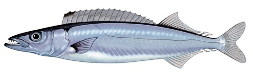 Gemfish