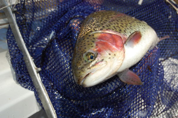 School Holiday Trout Stocking - VFA