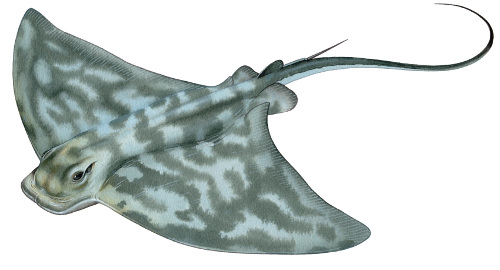 Southern Eagle Ray