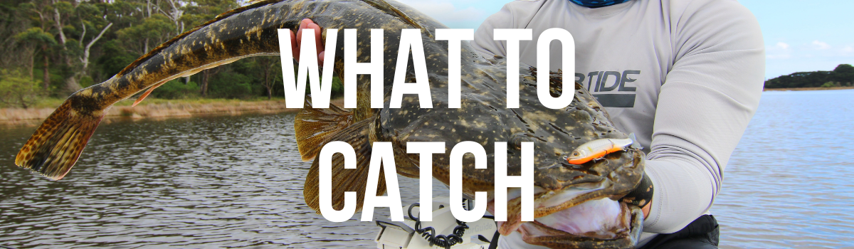 What to catch - VFA