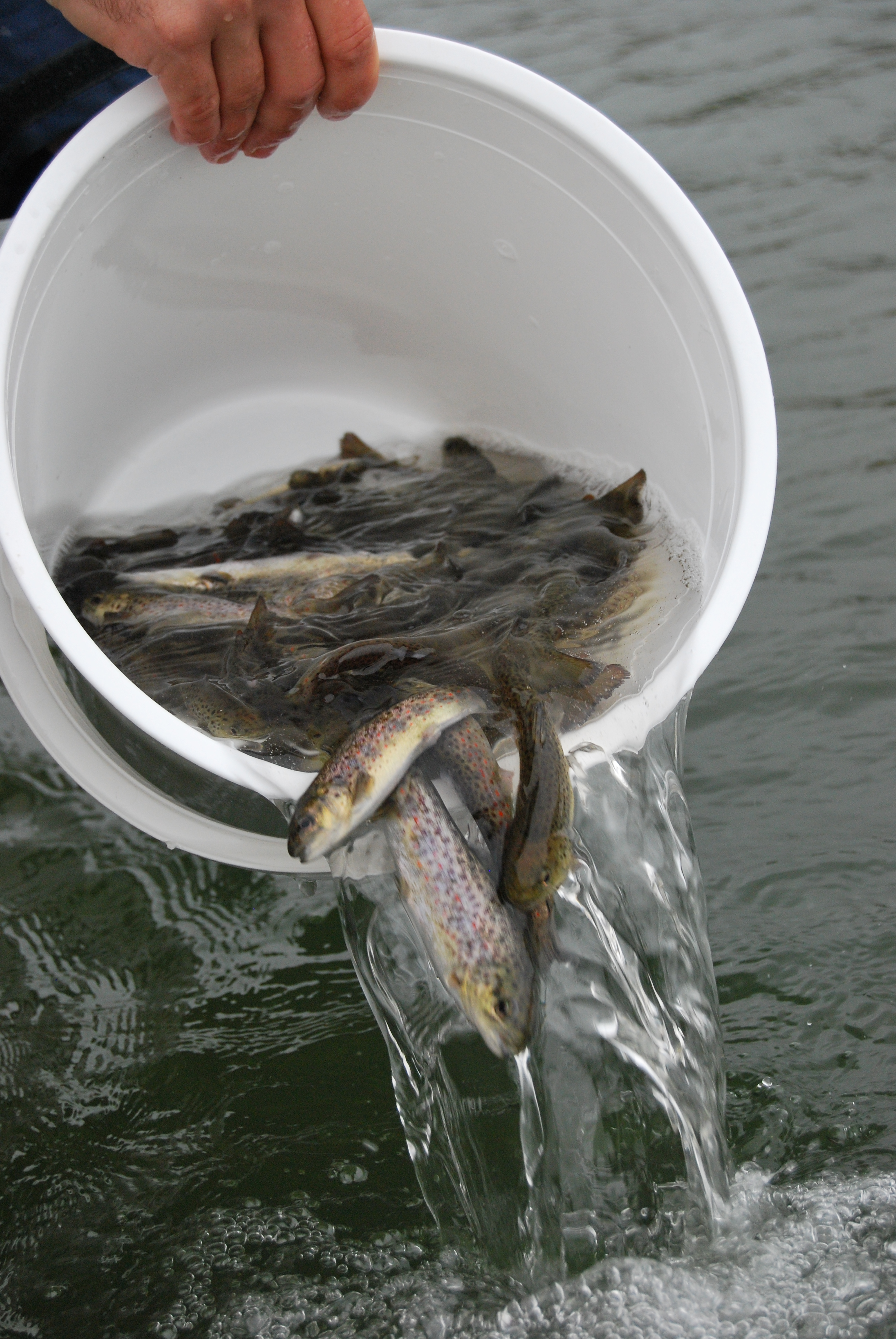 Lake Wendouree's trout are biting - Issuu