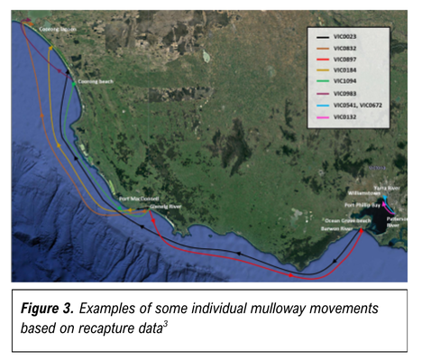 mulloway movements maps