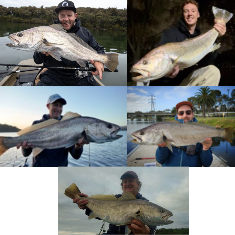 mulloway collage 2