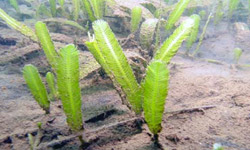 Caulerpa taxifolia is a green macroalgae (or seaweed)