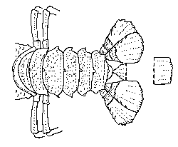 Lobster markings
