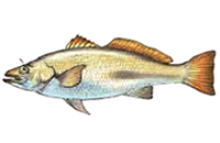 Mulloway