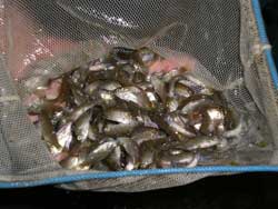Man farming perch