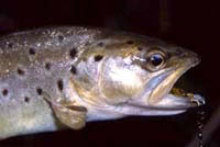 Brown trout