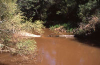 Woori Yallock Creek
