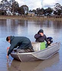 Murray cod research at Lake Charlegrark