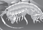Illustration of an Amphipod/Sandhopper