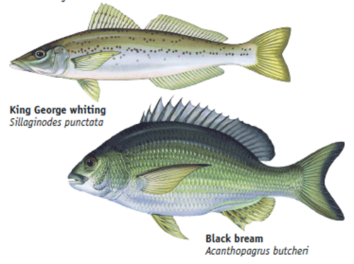 King George Whiting and Black Bream Species