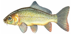 European Carp Illustration