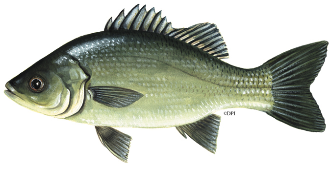 Australian bass - VFA