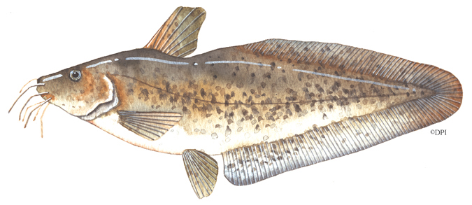 Freshwater catfish - VFA