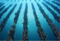 Photograph of Mussel Ropes