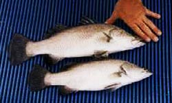 Photograph of two Barramundi fish